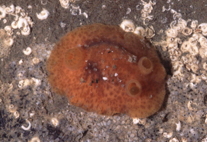 Peltodoris nayarita